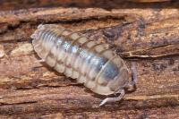 Armadillidium nasatum