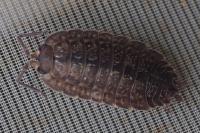 Porcellio monticola
