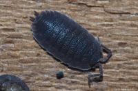 Porcellio scaber