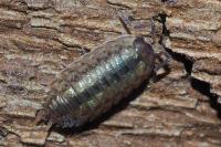 Porcellio monticola