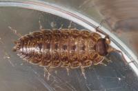 Porcellio monticola