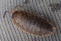 Porcellio monticola