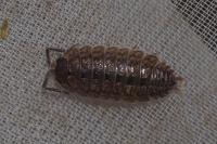 Porcellio monticola