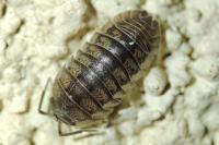 Armadillidium nasatum