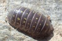 Armadillidium vulgare