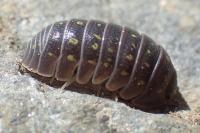 Armadillidium vulgare