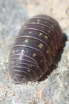Armadillidium vulgare