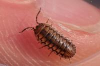 Armadillidium nasatum