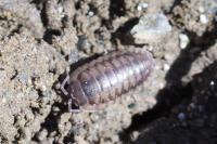 Armadillidium nasatum