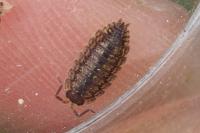 Porcellio monticola