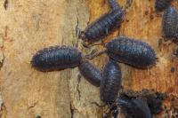 Porcellio scaber