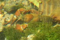 Pacifastacus leniusculus