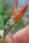Pacifastacus leniusculus