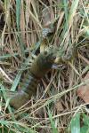 Pacifastacus leniusculus