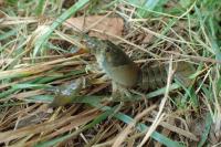 Pacifastacus leniusculus