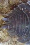 Porcellio scaber