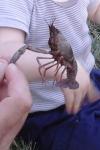 Procambarus clarkii