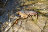 Faxonius limosus