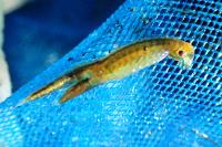 Chirocephalus diaphanus