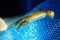 Chirocephalus diaphanus
