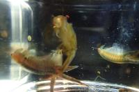 Chirocephalus diaphanus