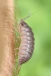 Eluma caelata