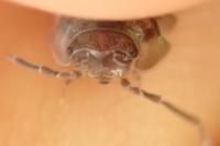 Eluma caelata