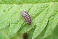 Eluma caelata