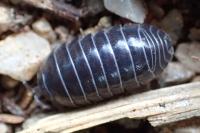Armadillidium vulgare