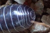 Armadillidium vulgare