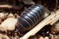 Armadillidium vulgare