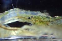 Atyaephyra desmarestii