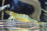 Atyaephyra desmarestii