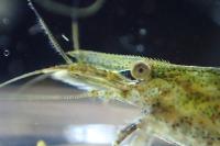 Atyaephyra desmarestii