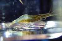 Atyaephyra desmarestii