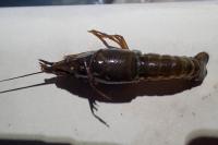 Procambarus clarkii