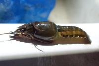 Procambarus clarkii