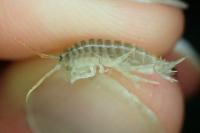 Dikerogammarus villosus