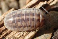 Armadillidium nasatum