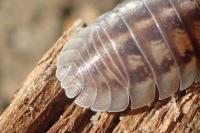 Armadillidium nasatum