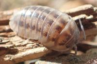 Armadillidium nasatum