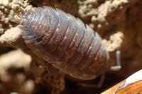 Porcellio scaber