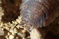 Porcellio scaber