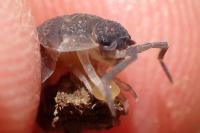 Porcellio scaber