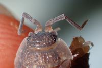 Porcellio scaber