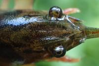 Pacifastacus leniusculus
