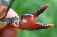 Pacifastacus leniusculus