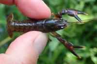 Pacifastacus leniusculus