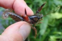 Pacifastacus leniusculus