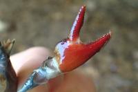 Pacifastacus leniusculus